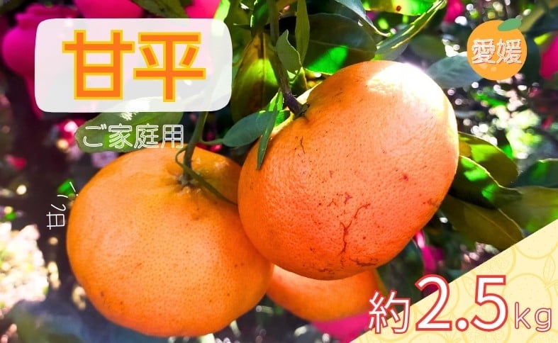 
            みかん 甘平 約2.5kg バラ詰め 数量限定【2月上旬から順次発送予定】  愛媛 人気 柑橘 国産 フルーツ 伊予市｜B519　
          