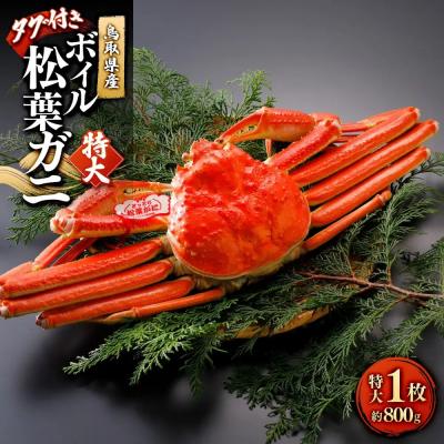 ふるさと納税 境港市 <11月中旬〜2月下旬配送予定>鳥取県産ボイル松葉ガニ(タグ付き)特大1枚