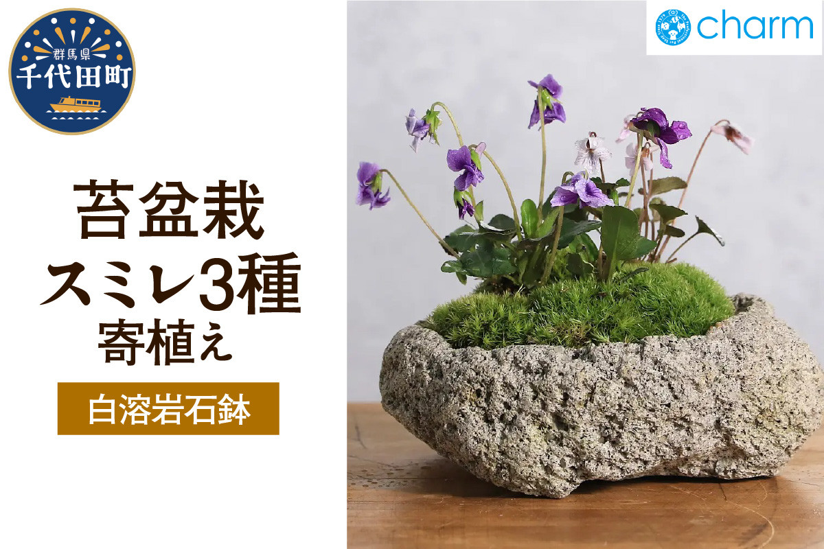 
            苔盆栽　スミレ（菫）３種寄せ植え　白溶岩石鉢  群馬県 千代田町 苔 インテリア ナチュラル かわいい 癒し 植物 リラクゼーション 室内栽培 プレゼント ギフト 贈答用 送料無料 趣味 人気 オススメ 初心者 玄関 リビング キッチン 株式会社チャーム
          
