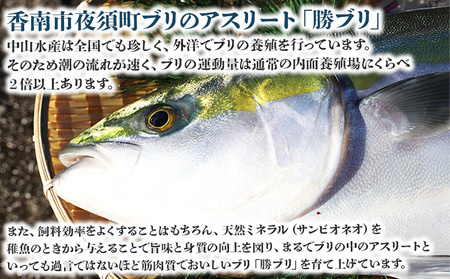【3回定期便】「勝ブリ」 1匹(5kg～6kg) 【先行申込】 ﾘ ﾌﾞﾘ ﾌﾞﾘ ﾌﾞﾘ ﾌﾞﾘ ﾌﾞﾘ ﾌﾞﾘ ﾌﾞﾘ ﾌﾞﾘ ﾌﾞﾘ ﾌﾞﾘ ﾌﾞﾘ ﾌﾞﾘ ﾌﾞﾘ ﾌﾞﾘ ﾌﾞﾘ ﾌﾞﾘ ﾌﾞ