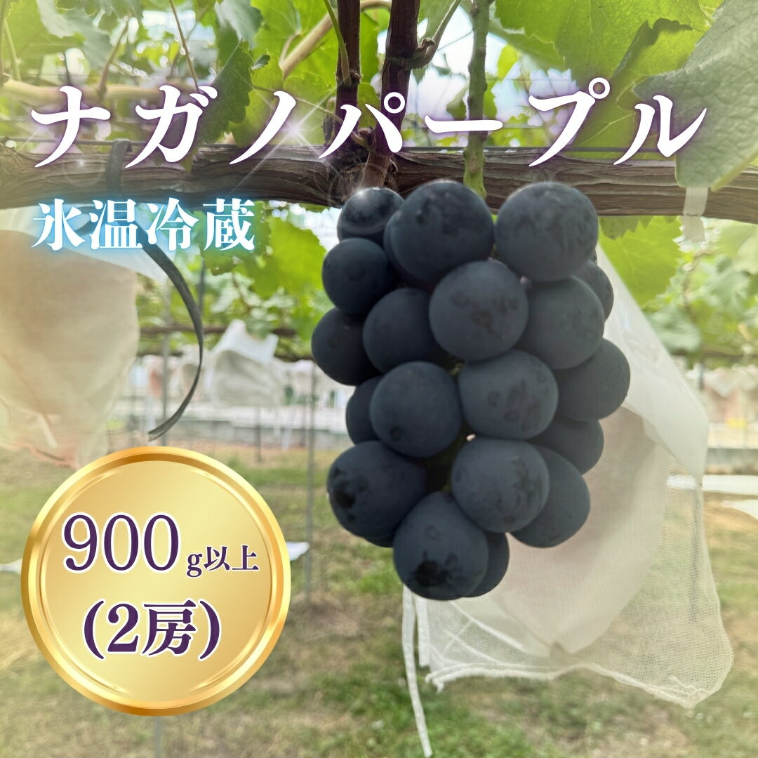 【ふるさと納税】【2026年先行予約】氷温保存ナガノパープル 900g以上（2房）｜ぶどう 種無し 黒ぶどう 皮ごと 信州 長野県 千曲市
