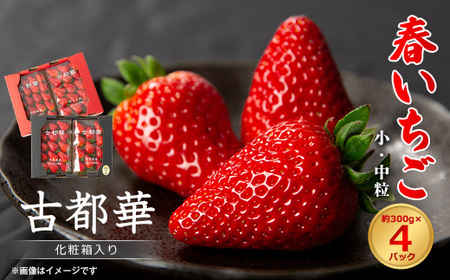 令和8年度　春いちご　古都華　約300g×4パック　合計約1200g_果物・フルーツ いちご  イチゴ 苺_【配送不可地域：離島・北海道・沖縄県】【1486658】
