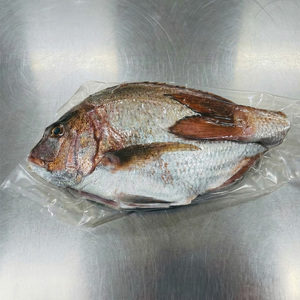 【 鯛 】 鯛まるごと 1匹 朝どれ 内蔵処理済み