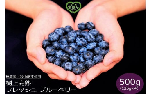 樹上完熟 フレッシュ 生ブルーベリー （無農薬・殺虫剤不使用） 500g （125g×4）| ブルーベリー 加工品等 ジャム くだもの フルーツ 果物 食品 樹上完熟 フレッシュ 国産 スイーツ 材料 デザート パイ ケーキ トッピング 朝食 サラダ ヨーグルト お菓子 健康 栄養価 自然 食材 金沢市 石川県 旬 収穫 新鮮 甘い 甘酸っぱい 果実