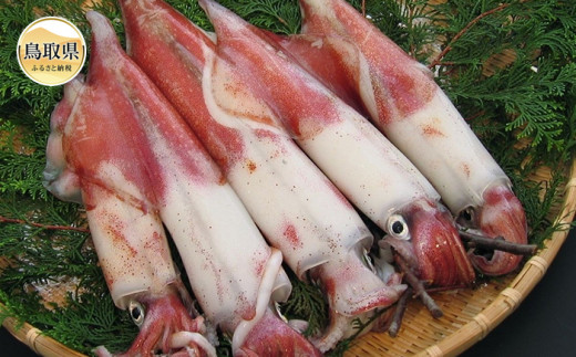 鳥取県産　白いか(お刺身用)セット【期間限定】_T2600082