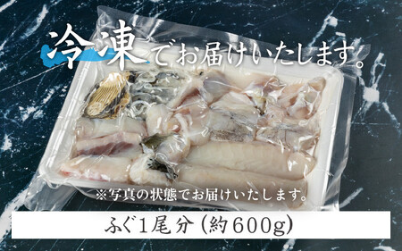 敦賀ふぐ 調理済セット 1尾分（約600g）てっちりやしゃぶしゃぶなどに【海鮮 冷凍 鍋 なべ 唐揚げ 薄造り ふぐ鍋】[041-a007]