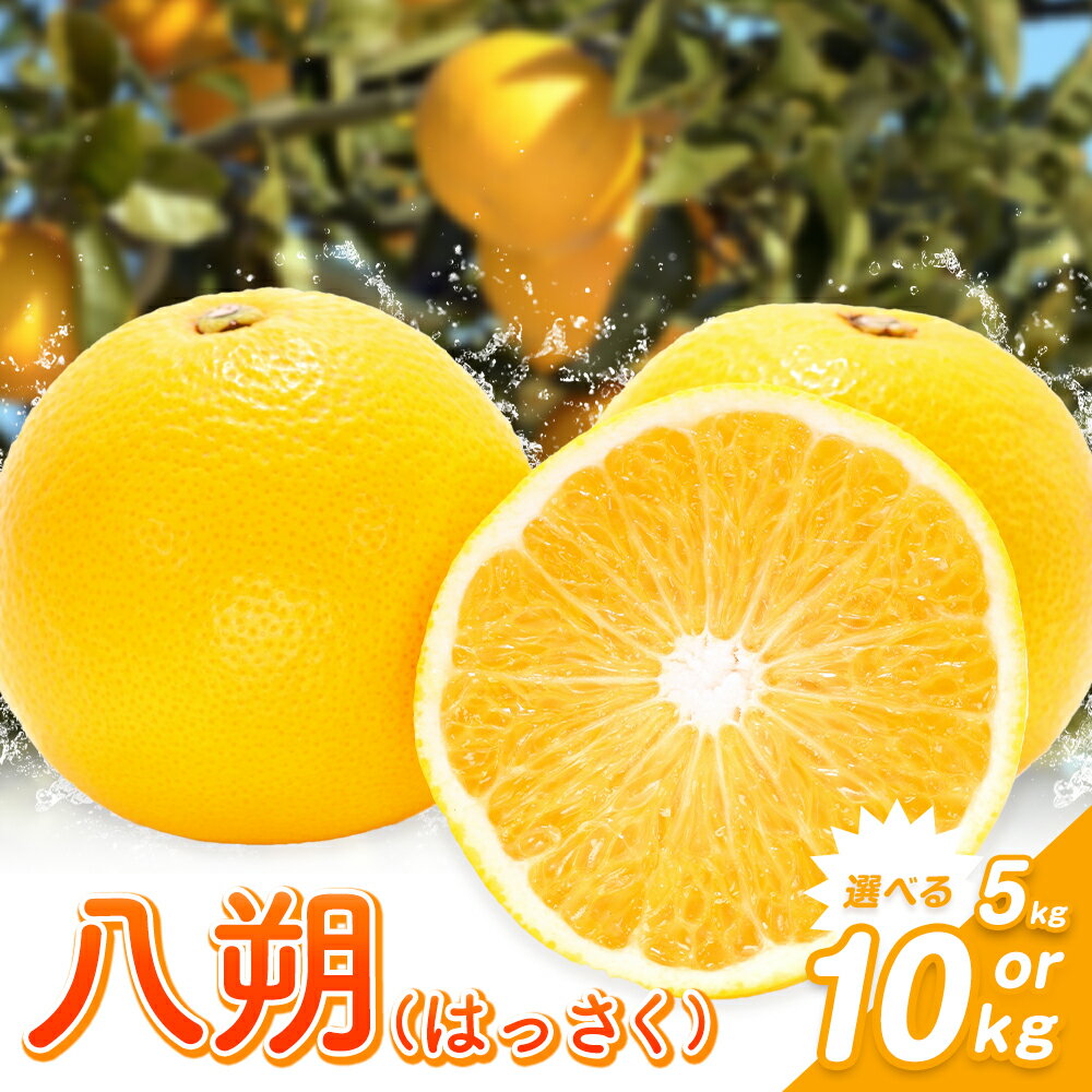 【ふるさと納税】八朔 10kg（3L～L）or 5kg（3L～L）JAわかやま 紀の里地域本部《1月上旬-4月中旬頃に出荷予定(土日祝除く)》和歌山県 岩出市 産地直送 みかん 八朔 柑橘 果物 フルーツ ビタミンC たっぷり