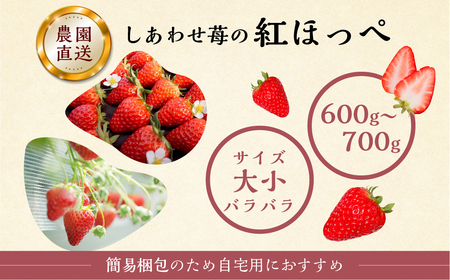 【12月下旬～発送】 先行予約 自宅用 いちご 紅ほっぺ 600-700g [しあわせ苺] サイズ バラバラ のため 訳あり 訳アリ 農園直送 フルーツ 大粒 スイーツ 苺 イチゴ 大人 人気 簡易梱