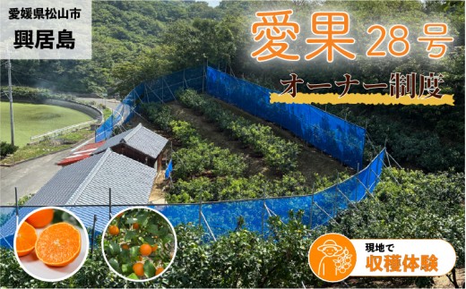 興居島産 愛媛果試28号（愛果28号）の木 1本収穫オーナー権 |  オーナー制度  収穫体験 柑橘 あいか 紅まどんなと同品種  愛媛県 松山市 興居島 オーナー