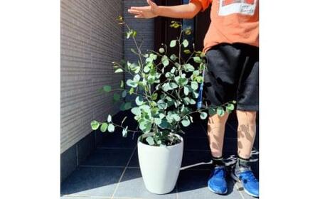 ボリュームのある ユーカリ ポポラス苗 7号(21cm)鉢カバー (ガーデニング用)