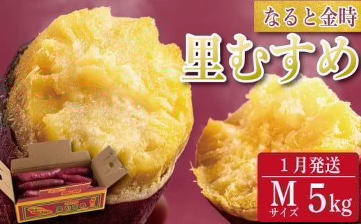 さつまいも 鳴門金時 5kg 2026年1月発送 なると金時 Mサイズ 里むすめ 芋 野菜 スイーツ スイート チップス 棒 箱 詰め 紅 甘い お菓子 金時 大学 種類 生 調理 干し芋 焼き芋 ホクホク ケーキ 産地直送 黄 ふるさと ギフト 年 日 徳島 鳴門