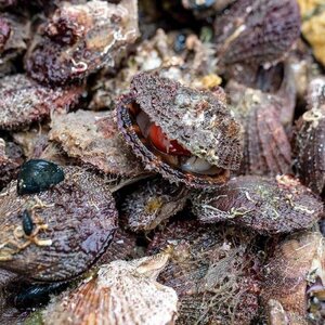 大槌のアカザラ燻製《にんにくオイル》S 120g×2個セット