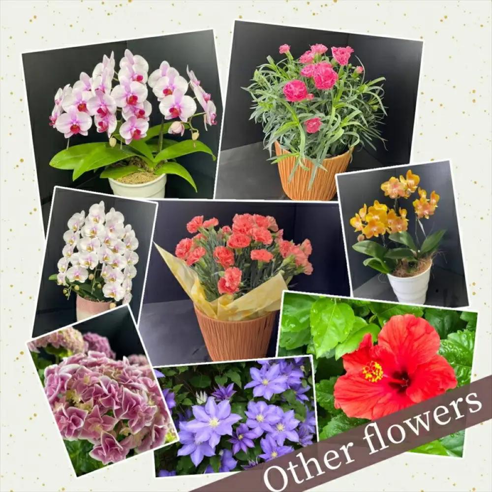 【定期便年6回　季節の花鉢】農林水産大臣賞を受賞したフローリストがアレンジする 季節を知らせる花鉢【 花 お花 神奈川県 小田原市 お花】