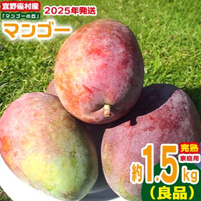 【ふるさと納税】【2025年発送】家庭用　宜野座村産完熟マンゴー「マンゴーの丘」約1.5kg（良品） アーウィン 果物 甘い 夏 濃厚 ギフト Mango ランキング 完熟 お気に入り 収穫 人気 甘味 フルーツ 沖縄県 国産 食品 デザート 産地直送 送料無料