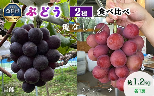 【早期予約】2種食べ比べ（巨峰・クイーンニーナ）約1.2kg｜フルーツ 果物 ブドウ　※北海道・沖縄・離島への配送不可　※2026年9月～発送