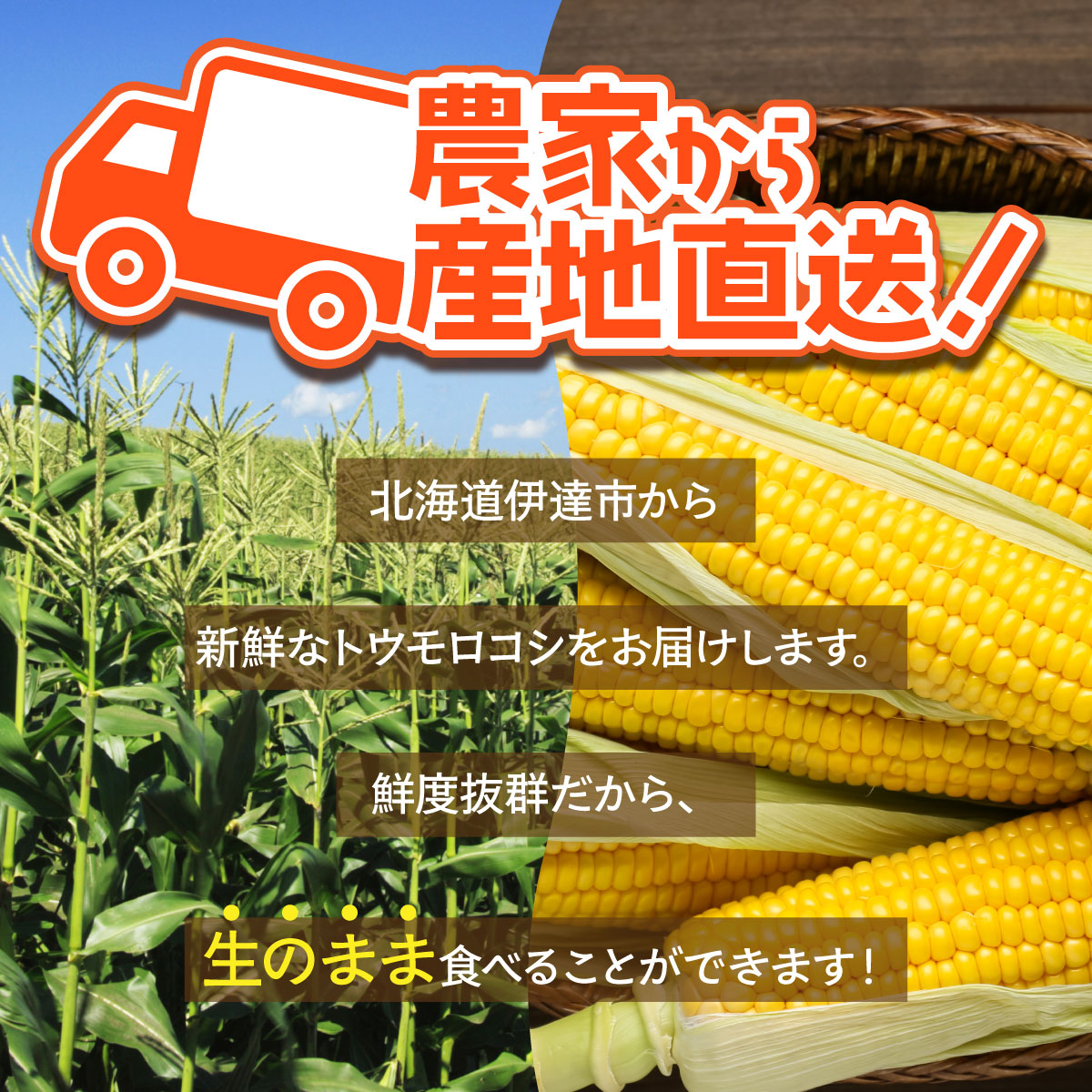 やまけんや とうもろこし 恵味ゴールド 6本 スイートコーン コーン 甘い サラダ スープ 生でも美味しい 産地直送 BBQ とうきび 国産 人気 バーベキュー 焼きとうもろこし 取り寄せ 糖度 北海