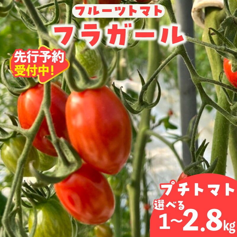 【ふるさと納税】＼先行予約／ フルーツトマト フラガール プチトマト（へたなし）【選べる内容量1kg・1.4kg・2.8kg】※2027年1月中旬以降発送※よこた農園 野菜 トマト 新鮮野菜 太陽の恵み トマト料理 愛知県産 お取り寄せ グルメ へた無し 冷蔵便でお届けします 送料無料