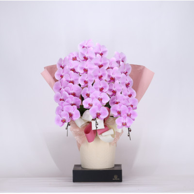 1031 フォアスPREMIUM 胡蝶蘭 3本立ち39輪以上 ピンク (A1031-2)