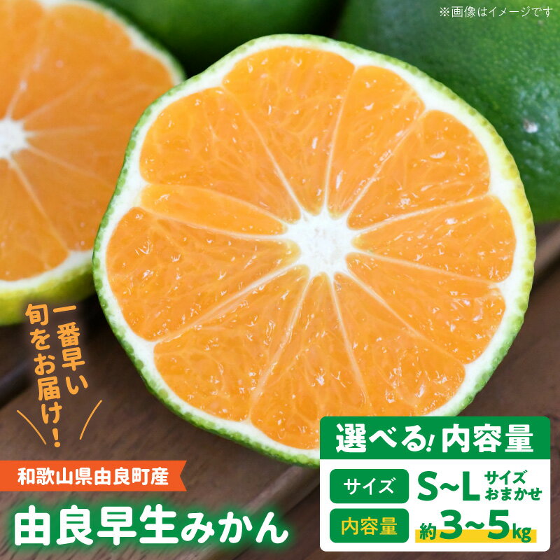 【ふるさと納税】由良早生みかん 選べる 約 3kg 5kg 和歌山県産 極早生品種 サイズおまかせ 極早生 酸味と甘み バランス コク 濃厚 果汁あふれる 糖度高め 産地直送 朝採れ みかんのコク 青い外皮 早生みかん 果物 フルーツ 柑橘類 湯浅町 送料無料