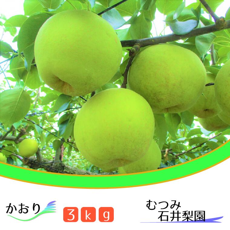 【ふるさと納税】梨 フルーツ かおり 3kg 千葉 期間限定 まつどの梨 おいしい 贈り物 高級 果物 旬 むつみ石井梨園 ギフト 2025年 貴重 おすすめ