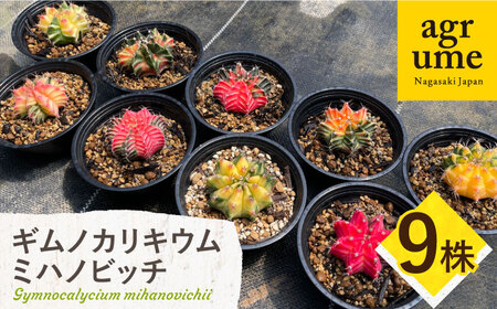 ギムノカリキウム ミハノビッチ 9株 Gymnocalycium mihanovichii 長与町/アグリューム[EAI281]