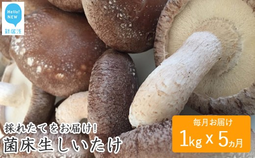 
☆採れたて新鮮定期便(１kg×５ヵ月)☆ 厳選！！新居浜産菌床生しいたけ １kgを毎月お届け！！(合計５回)
