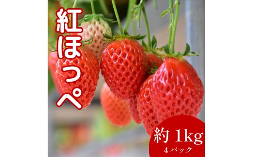 いちご 紅ほっぺ 4パック ( 280g × 4 ) 大粒 果物 フルーツ 苺 ストロベリー  ケーキ アイス タルト ジュース ゼリー ジェラート シャーベット ジャム スムージー 洋菓子 和菓子 フルーツサンド フルーツ大福 いちご大福 プレゼント ギフト お取り寄せ グルメ 送料無料 徳島県 阿波市 御所の郷
