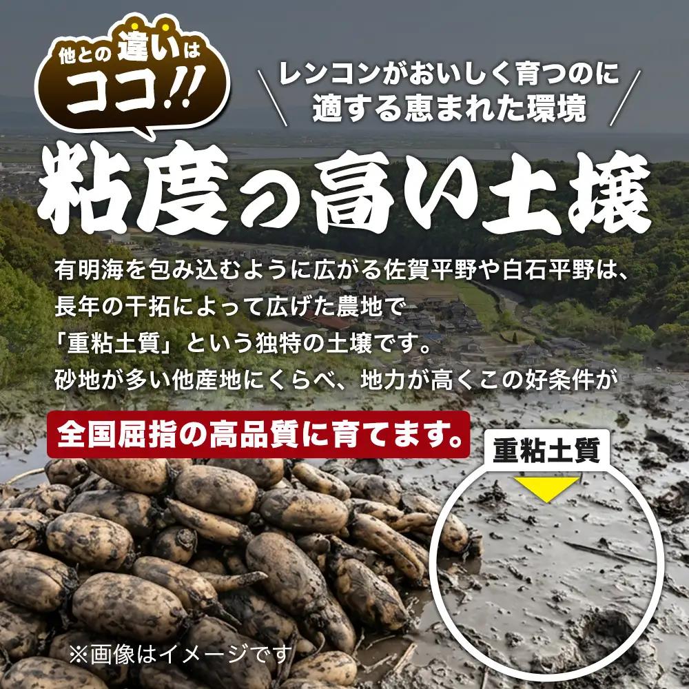 【予約受付】佐賀県産 れんこん 約4kg 野菜 やさい レンコン れんこん 蓮根 料理 贈り物 プレゼント 贈答 ギフト 野菜ギフト A-169