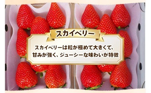 【12月以降発送】訳あり粒不揃い スカイベリー 560g (280g×2P) 澳原いちご農園 | いちご 苺 イチゴ フルーツ 果物 産地直送 栃木県産