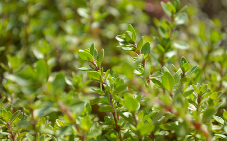 石鹸 かくとだに ハーブ石鹸 美容 せっけん 石けん スキンケア ボディソープ 洗顔 固形石鹸 ハンドソープ 消耗品 日用品 5000円