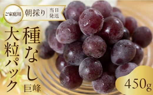 《先行予約》 訳あり 種なし巨峰 粒 450g 朝採り 当日発送 種なし 巨峰 粒 500g ～ 2kg ぶどう 大粒 訳あり 不揃い 果物 フルーツ ブランド 産地直送 生産者直送 農家直送 シャインマスカット 葡萄