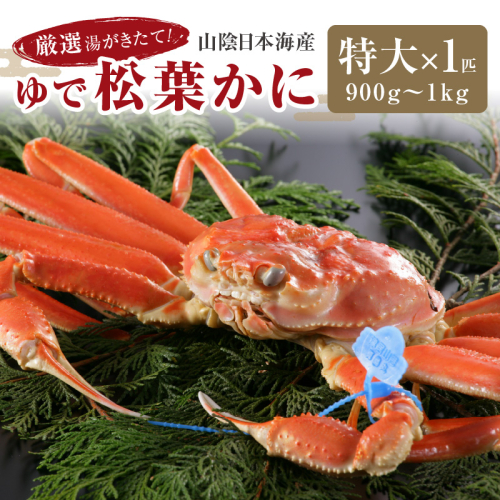 かに卸問屋がお届け・自社釜ゆで！山陰沖ゆで松葉がに 900ｇ～1ｋｇ 特大サイズ（1月～3月発送）／北畿水産