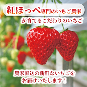 いちご 苺 紅ほっぺ 500g 3月配送 いちご