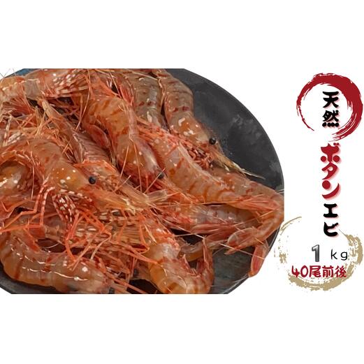 【ふるさと納税】8-026-003　天然ボタンエビ 1kg（40尾前後）　お届け：入金確認後、1週間～1ヶ月以内