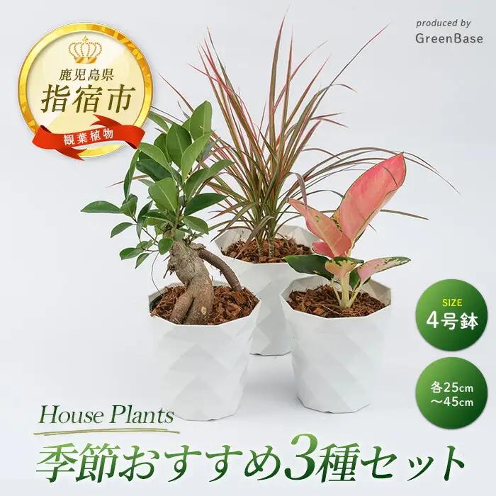 【観葉植物】季節おすすめ3種セット4号鉢×3 Green Base IB003-010 観葉植物 ※北海道・沖縄・離島配送不可