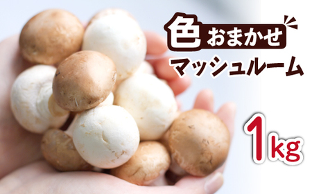 岩手県産 八幡平マッシュルーム1kg 色はおまかせ ／ マッシュルーム まっしゅるーむ きのこ 茸 キノコ なま 生食 【ジオファーム】
