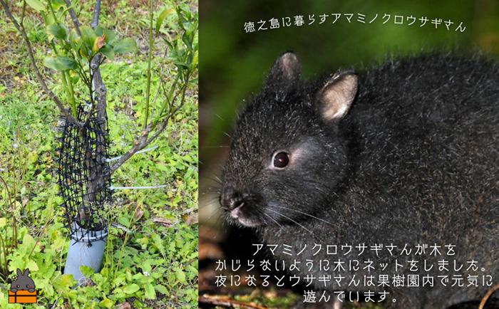 《徳之島町オリジナル！》アマミノクロウサギ共生たんかんジャム 2個（160g×2瓶）　( ジャム アマミノクロウサギ ウサギ うさぎ 共生 自然保護 共に暮らす パン たんかん パッションフルーツ フ