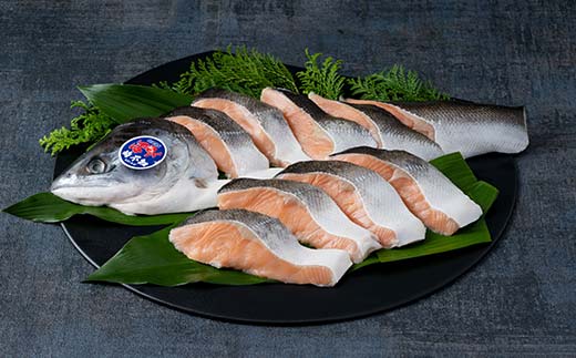 【目利きの達人セレクト】天然 時不知 （トキシラズ） 白鮭 1尾 希少 初夏の鮭 脂のり抜群 時鮭 鮭 海鮮 魚 鮮魚 さけ サケ しゃけ シャケ 時不知 ときしらず 北海道 釧路市 F5F-0073