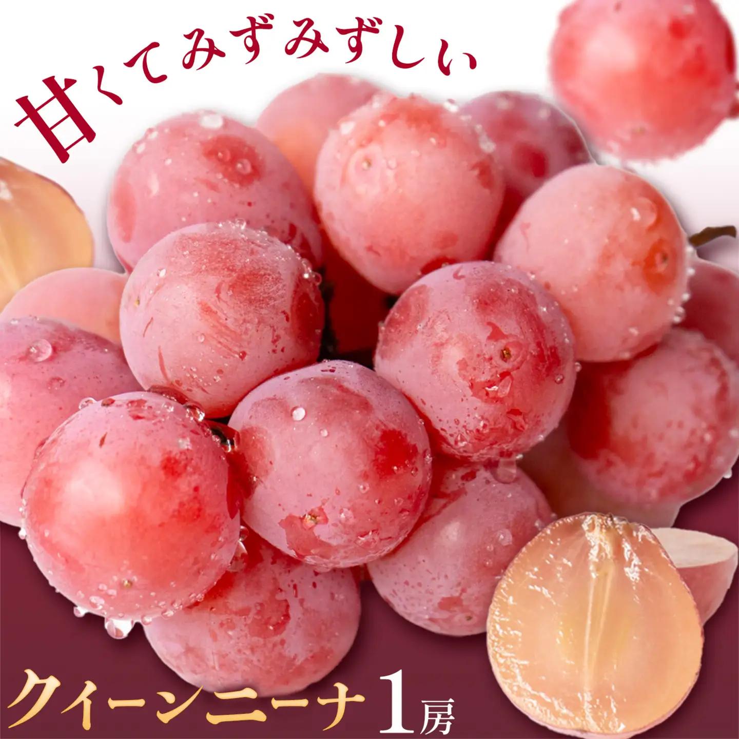 クイーンニーナ1房《8月下旬-9月下旬頃出荷予定》ぶどう果物フルーツ贈り物お取り寄せフルーツ 【配送不可地域あり】(離島)