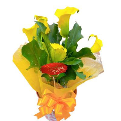 ふるさと納税 藤枝市 【母の日に!】カラー 鉢植え 黄色 5号