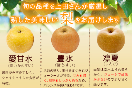 上田果樹園の元祖！玉東梨(旬の品種をお届けします)約5kg(8玉-16玉) 《7月下旬-9月下旬頃出荷》 ｜ブランド梨 人気梨 特産品梨 熊本県梨 玉東町梨 大人気返礼品