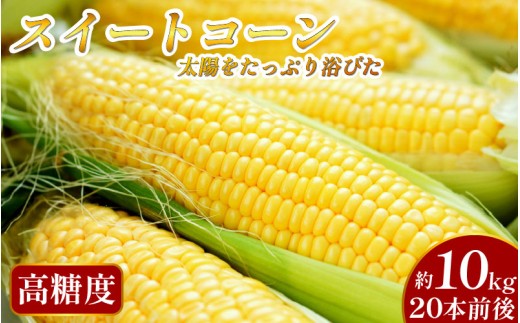 【先行予約 出荷2026年6月～】【大サイズ】 極甘 とうもろこし 10kg 20本前後 スイートコーン 大きい サイズ 三好市産 朝採れ 予冷 冷蔵 高糖度 トウモロコシ ギフト お中元 バーベキュー