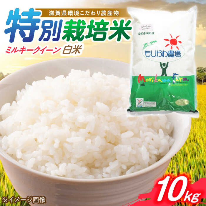 【ふるさと納税】【令和7年産】滋賀県 低農薬栽培 ミルキークイーン 白米10kg 滋賀県長浜市/有限会社もりかわ農場 [AQBL020] ミルキークイーン 10kg 米 お米 白米 10キロ ブランド米 美味しい人気 おすすめ