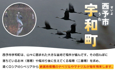 ＜ツルのねぐら・採食場観察ツアー（ねぐら立ち見学付き）＞ つる ツル 鶴 鳥 野鳥 貴重 体験 観察 ツアー ねぐら ネグラ ねぐら立ち ナベヅル 鍋鶴 マナヅル 真鶴 真名鶴 野鳥観察 採食場 西予
