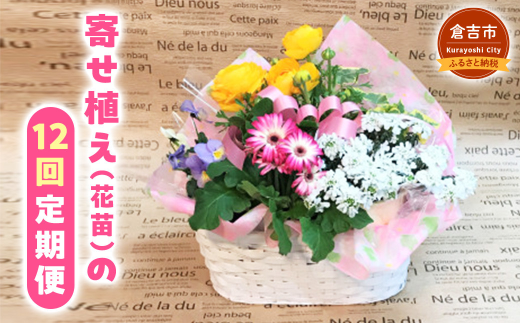 
                  寄せ植え（花苗）の12回定期便　お花 花 ギフト 寄せ鉢 毎月
                