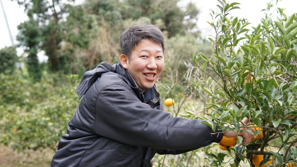 先行予約 不知火 約8kg 25個前後 【2026年2月中旬から3月下旬発送予定】 しらぬい みかん ミカン 蜜柑 フルーツ 果物 くだもの 熊本県産 九州産 国産 ひでみかん