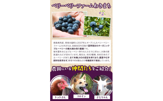 無添加 手作り ブルーベリージャム（180g×3個） 《30日以内に出荷予定(土日祝除く)》ベリーベリーファームわきまち 徳島県 美馬市 ブルーベリー ジャム 果物 フルーツ 青果物 st-p