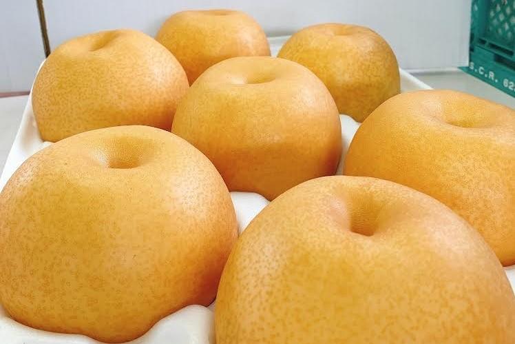 <梨の王様>庄内梨 新高 5kg(5~8玉)【2025年10月上旬頃より発送】