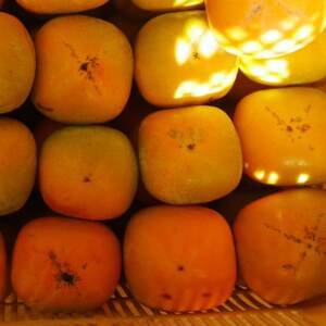 【先行受付】橋本市産　たねなし柿　2kg　(家庭用　訳あり)_果物・フルーツ 柿（カキ）  かき_【1526601】