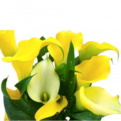 ふるさと納税 藤枝市 【母の日に!】カラー 鉢植え 黄色 5号 |  | 01